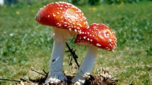 Buy Magic Mushrooms Online: Leading Brands and Items
